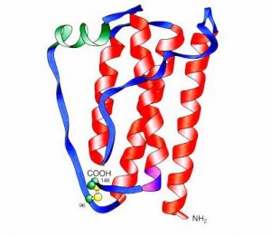 leptina proteina