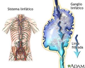 imagen del sistema linfático y ganglio linfático